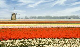 Países Bajos vistoso paisaje y flores foto