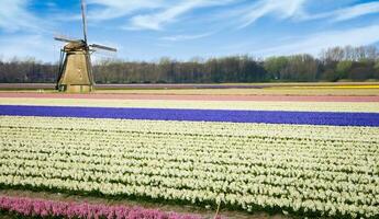 Netherlands colorful scenery and flowers photo