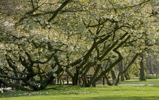 Netherlands colorful scenery and flowers photo