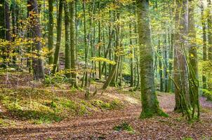 bosque naturaleza huelgoat en otoño foto