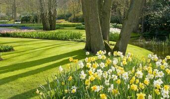 Netherlands colorful scenery and flowers photo