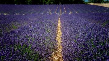 Field of lavenders flowers photo