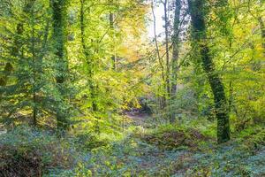 Forest nature Huelgoat in autumn photo