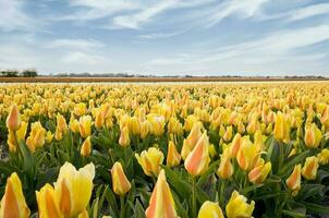 Países Bajos vistoso paisaje y flores foto