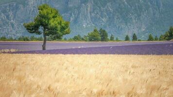 Field of lavenders flowers photo