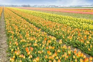 Países Bajos vistoso paisaje y flores foto