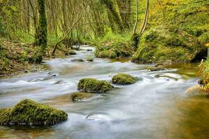 bosque naturaleza huelgoat en otoño foto