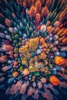 Serene tranquil nature forest photo