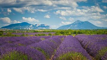 Field of lavenders flowers photo
