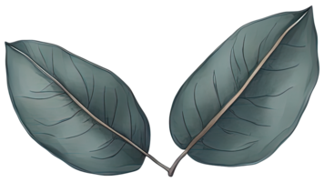 Watercolor green leaf. png