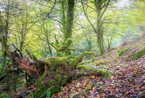 Forest nature Huelgoat in autumn photo