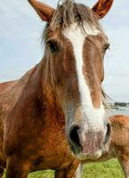 caballos en un pradera foto