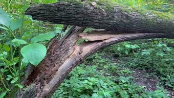 un' rotto albero quello abbattere nel il foresta dopo un' forte uragano. video