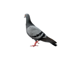 Single wild pigeon standing isolated with clipping path. in png file format