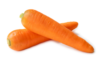 Two fresh orange carrots in stack isolated with clipping path and shadow in png file format Close up of healthy vegetable root