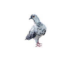 Single wild pigeon standing isolated with clipping path in png file format