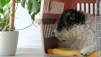 Travel carrier box for animals. Cute bichon frise dog sleeping in travel pet carrier, white wall background, slow motion video