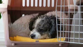 Travel carrier box for animals. Cute bichon frise dog sleeping in travel pet carrier, white wall background, slow motion video
