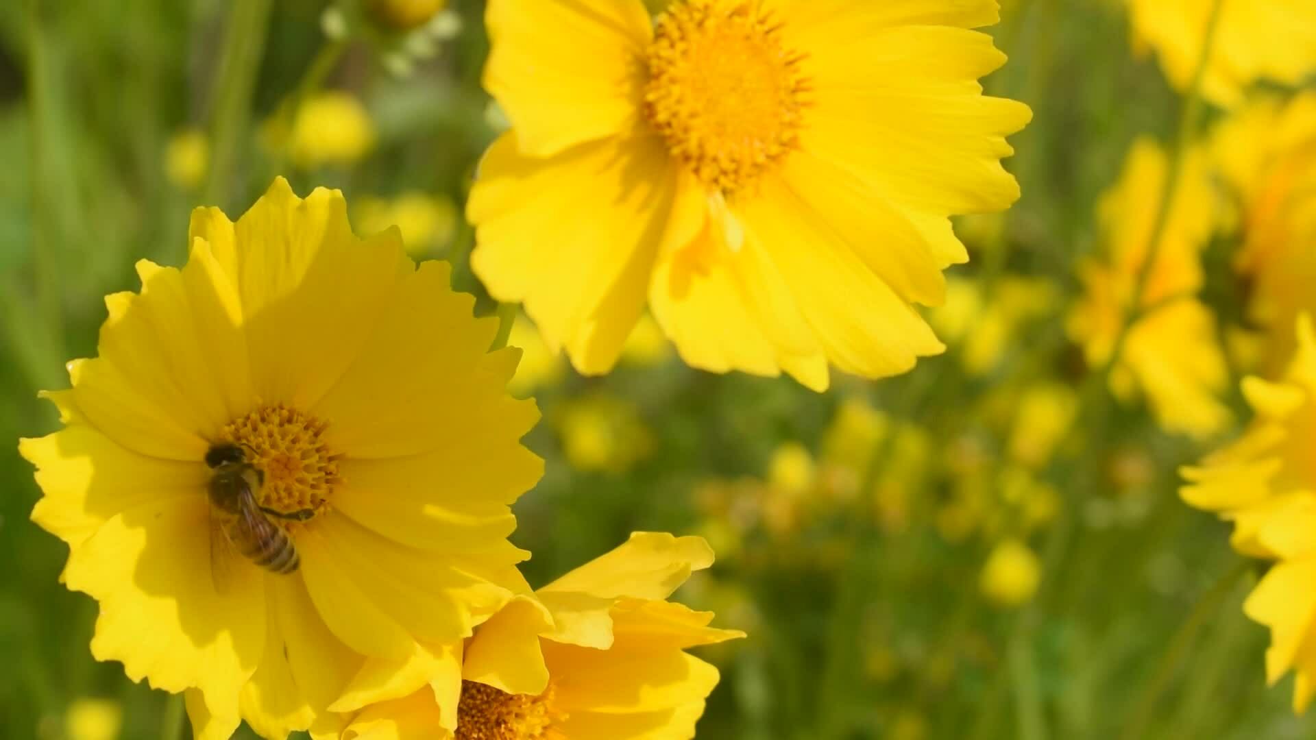 Bees gather honey on yellow flowers in summer 24971919 Stock Video at