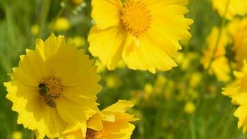 Bees gather honey on yellow flowers in summer video