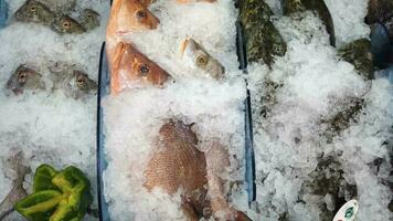 Exibição de peixes de frutos do mar crus para venda video