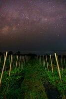 Beautiful morning view indonesia Panorama Landscape paddy fields with beauty photo