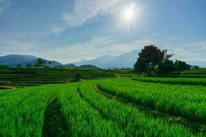 el ocupaciones de agricultores en el arroz campos en el barisán montañas, Bengkulu, norte Indonesia foto