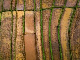 Beautiful morning view indonesia Panorama Landscape paddy fields with beauty color and sky natural light photo