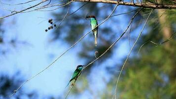 de skönhet av de fågel merops viridis i de vild video