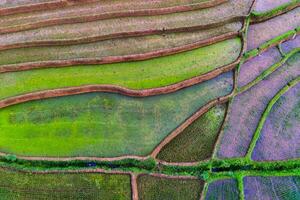 Beautiful morning view indonesia Panorama Landscape paddy fields with beauty color and sky natural light photo