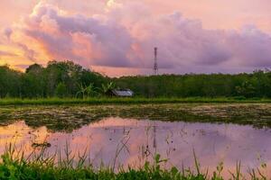 Beautiful morning view indonesia Panorama Landscape paddy fields with beauty photo