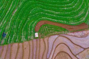 Beautiful morning view indonesia Panorama Landscape paddy fields with beauty color and sky natural light photo