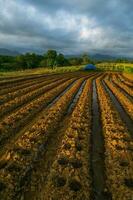 Beautiful morning view indonesia Panorama Landscape paddy fields with beauty photo