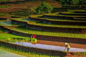 hermosa vista de la mañana indonesia panorama paisaje arrozales con color de belleza y luz natural del cielo foto