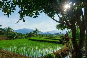 the activities of farmers in the rice fields in the Barisan Mountains, Bengkulu, North Indonesia photo