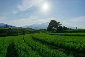 the activities of farmers in the rice fields in the Barisan Mountains, Bengkulu, North Indonesia photo