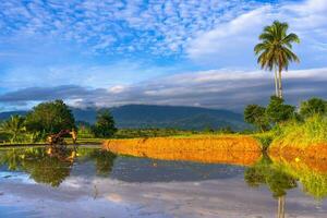 Beautiful morning view indonesia Panorama Landscape paddy fields with beauty color and sky natural light photo