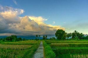 Beautiful morning view indonesia Panorama Landscape paddy fields with beauty color and sky natural light photo