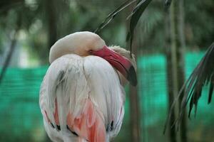 flamingo birds in the zoo with the theme of animals and nature photo