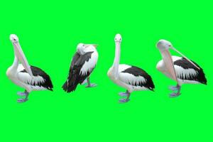 collection of pelicans on a green background photo