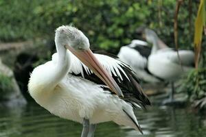 flock of pelicans on the lake photo