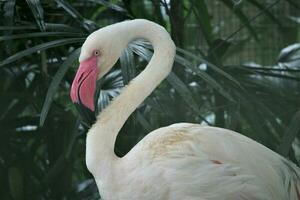 flamingo birds in the zoo with the theme of animals and nature photo