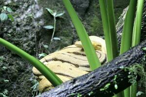 serpiente dormido en un árbol foto