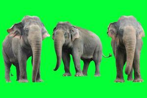 elephant on a green background photo