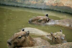 capybara in the zoo with animal theme photo