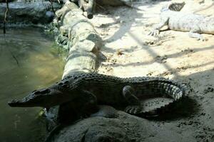 crocodile in a zoo with the theme of animals and nature photo