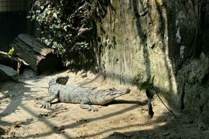 crocodile in a zoo with the theme of animals and nature photo