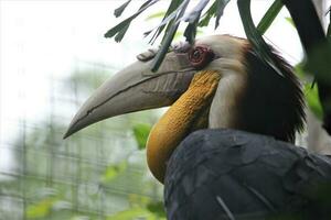 julang emas in the zoo with animals theme photo