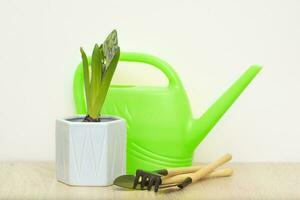 flower in pot, watering can and tools for transplanting plants on the table photo