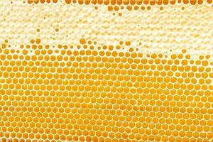 Honeycombs with sweet golden honey on whole background, close up. Background texture, pattern of section of wax honeycomb photo